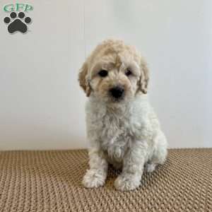 Coco F1B, Mini Goldendoodle Puppy