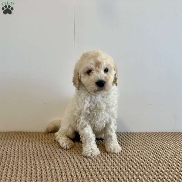 Cassie F1B, Mini Goldendoodle Puppy