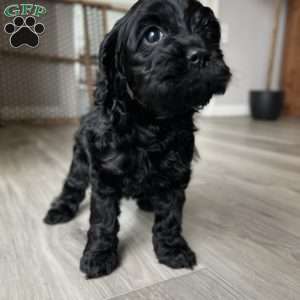 Wendy  F1B, Cockapoo Puppy