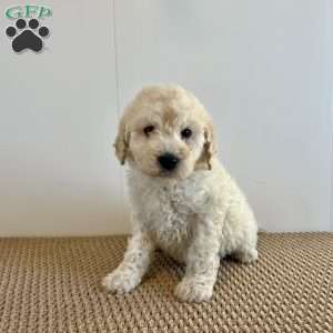 Cassie F1B, Mini Goldendoodle Puppy