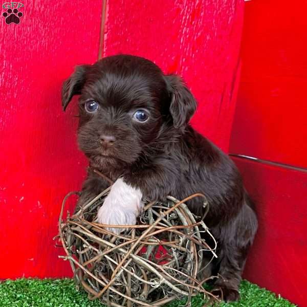 Danny, Havanese Puppy