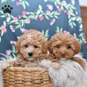 Macy, Maltipoo Puppy