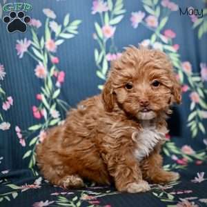 Macy, Maltipoo Puppy