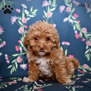 Macy, Maltipoo Puppy