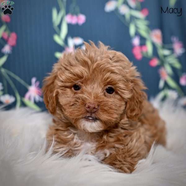 Macy, Maltipoo Puppy