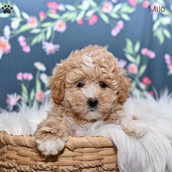 Milo, Maltipoo Puppy