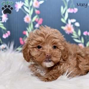 Macy, Maltipoo Puppy