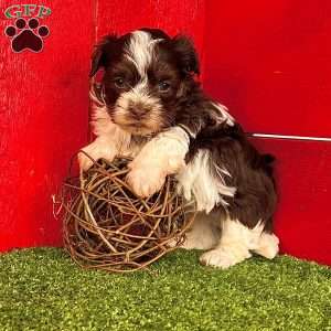 Dillon, Havanese Puppy