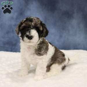 Kobe, Mini Sheepadoodle Puppy