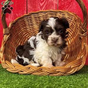 Dillon, Havanese Puppy