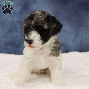 Kobe, Mini Sheepadoodle Puppy