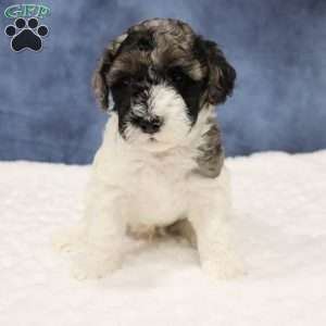 Kobe, Mini Sheepadoodle Puppy