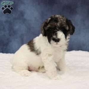 Kobe, Mini Sheepadoodle Puppy