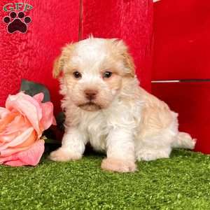 Rita, Havanese Puppy