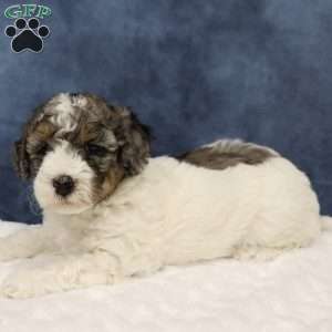 Theo, Mini Sheepadoodle Puppy