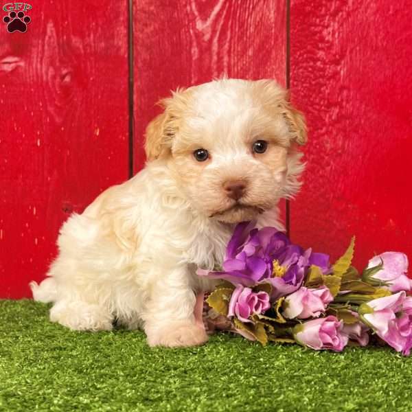 Rita, Havanese Puppy