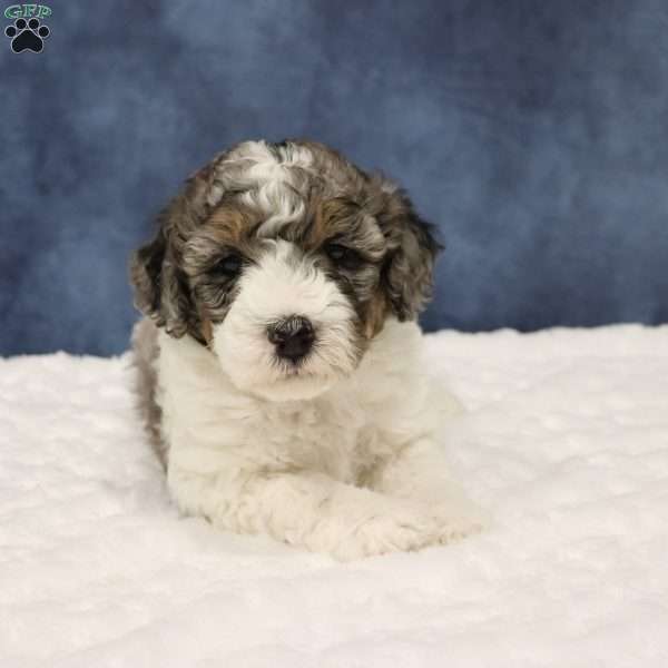 Theo, Mini Sheepadoodle Puppy