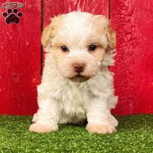 Rita, Havanese Puppy