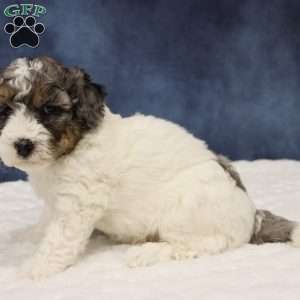 Theo, Mini Sheepadoodle Puppy