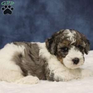 Theo, Mini Sheepadoodle Puppy