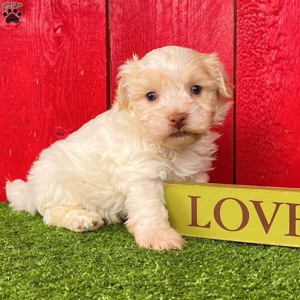 Rover, Havanese Puppy