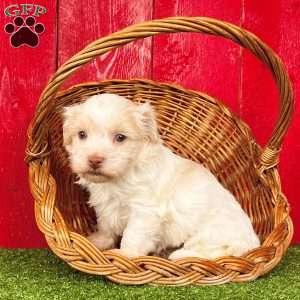 Rover, Havanese Puppy