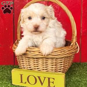 Rover, Havanese Puppy