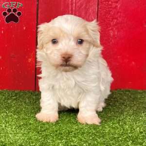 Rover, Havanese Puppy