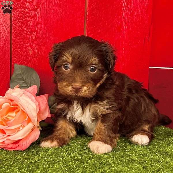 Roxy, Havanese Puppy