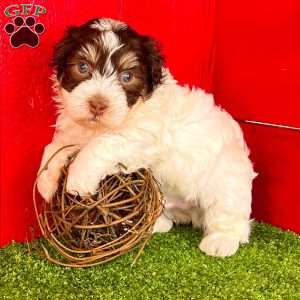 Rascal, Havanese Puppy