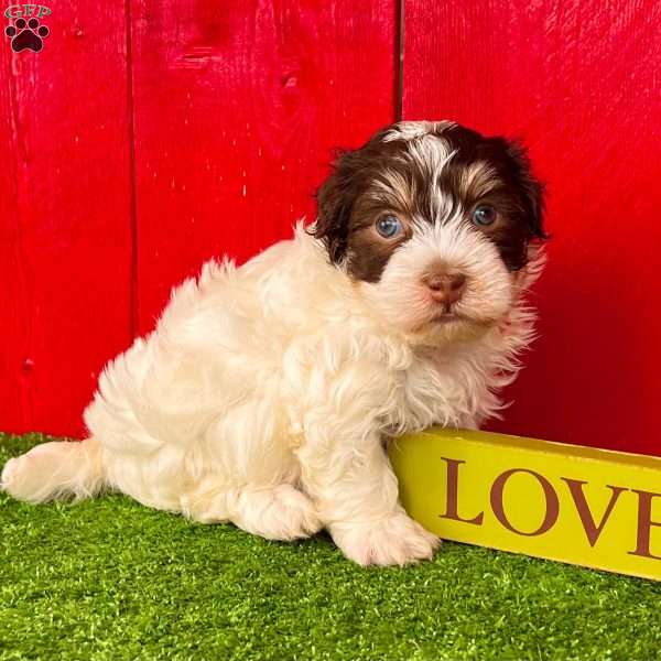 Rascal, Havanese Puppy