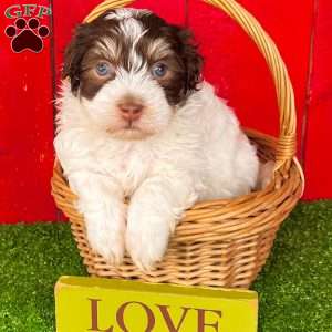 Rascal, Havanese Puppy