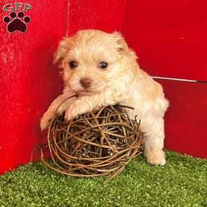 Ricky, Havanese Puppy