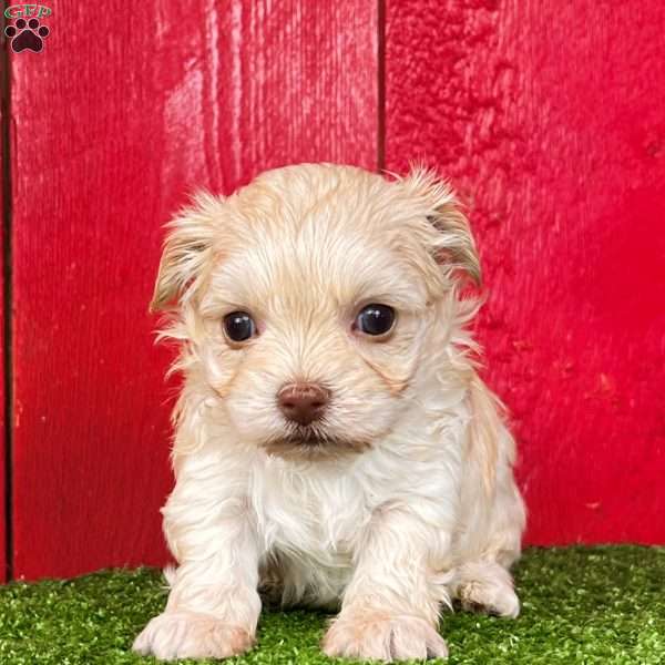 Ricky, Havanese Puppy