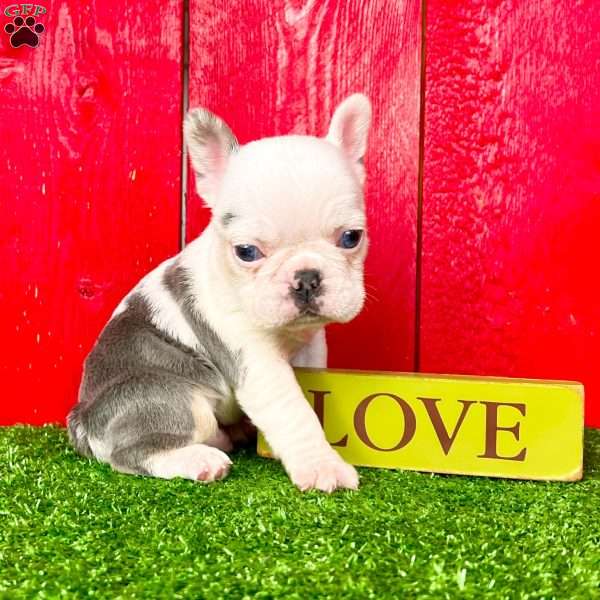 Bullet, French Bulldog Puppy