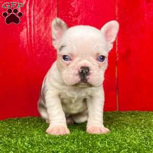 Bullet, French Bulldog Puppy