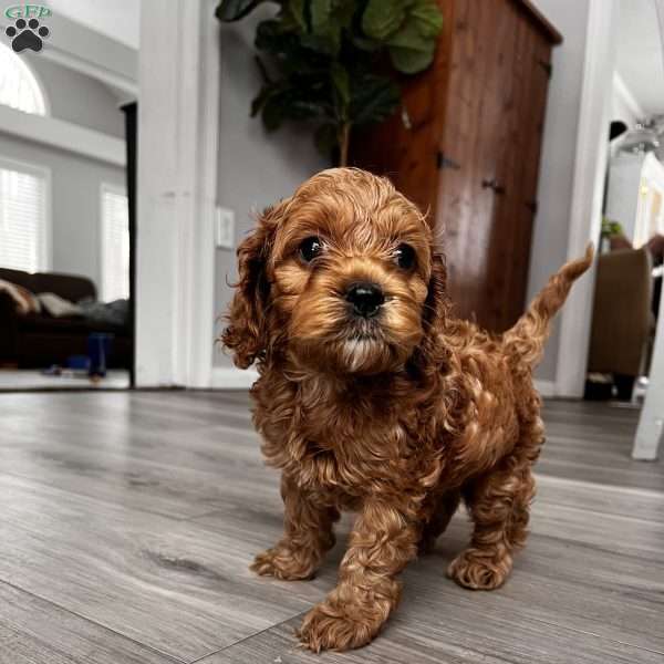 Pluto F1B, Cockapoo Puppy