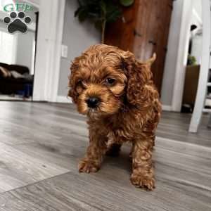 Pluto F1B, Cockapoo Puppy