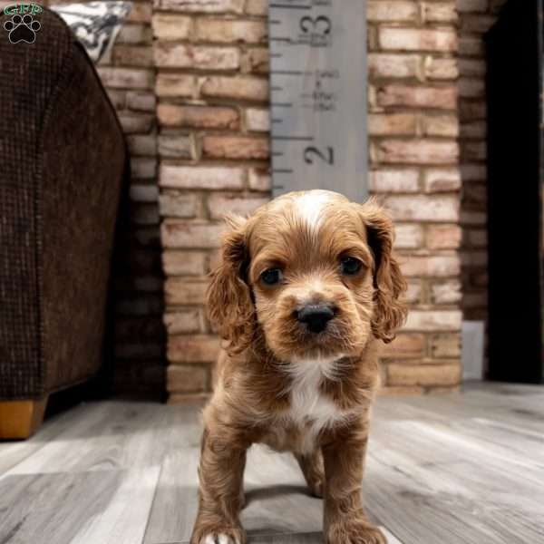 Abu F1B, Cockapoo Puppy