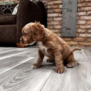 Abu F1B, Cockapoo Puppy