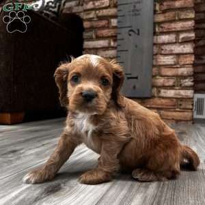 Abu F1B, Cockapoo Puppy