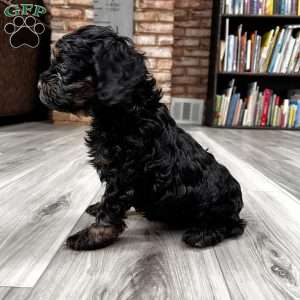 Belle  F1B, Cockapoo Puppy