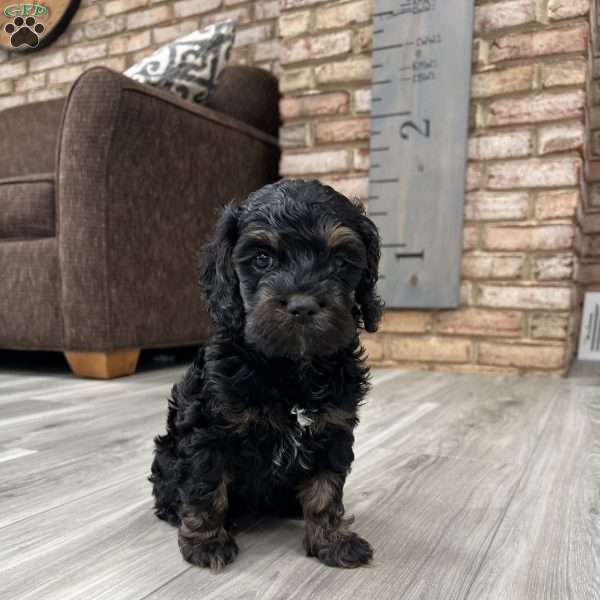 Belle  F1B, Cockapoo Puppy