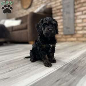 Belle  F1B, Cockapoo Puppy