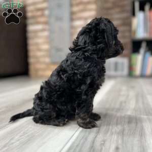 Belle  F1B, Cockapoo Puppy