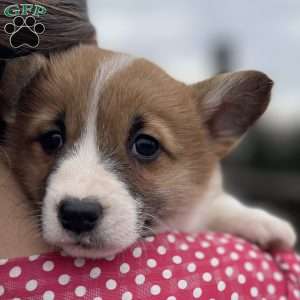 Robyn, Pembroke Welsh Corgi Puppy