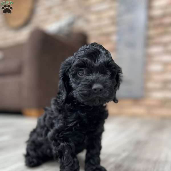 Stitch F1B, Cockapoo Puppy