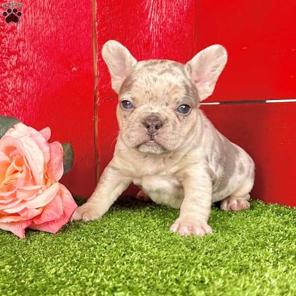 Holly, French Bulldog Puppy