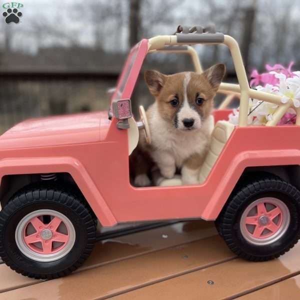 Robyn, Pembroke Welsh Corgi Puppy