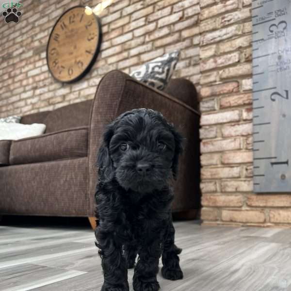 Wendy  F1B, Cockapoo Puppy